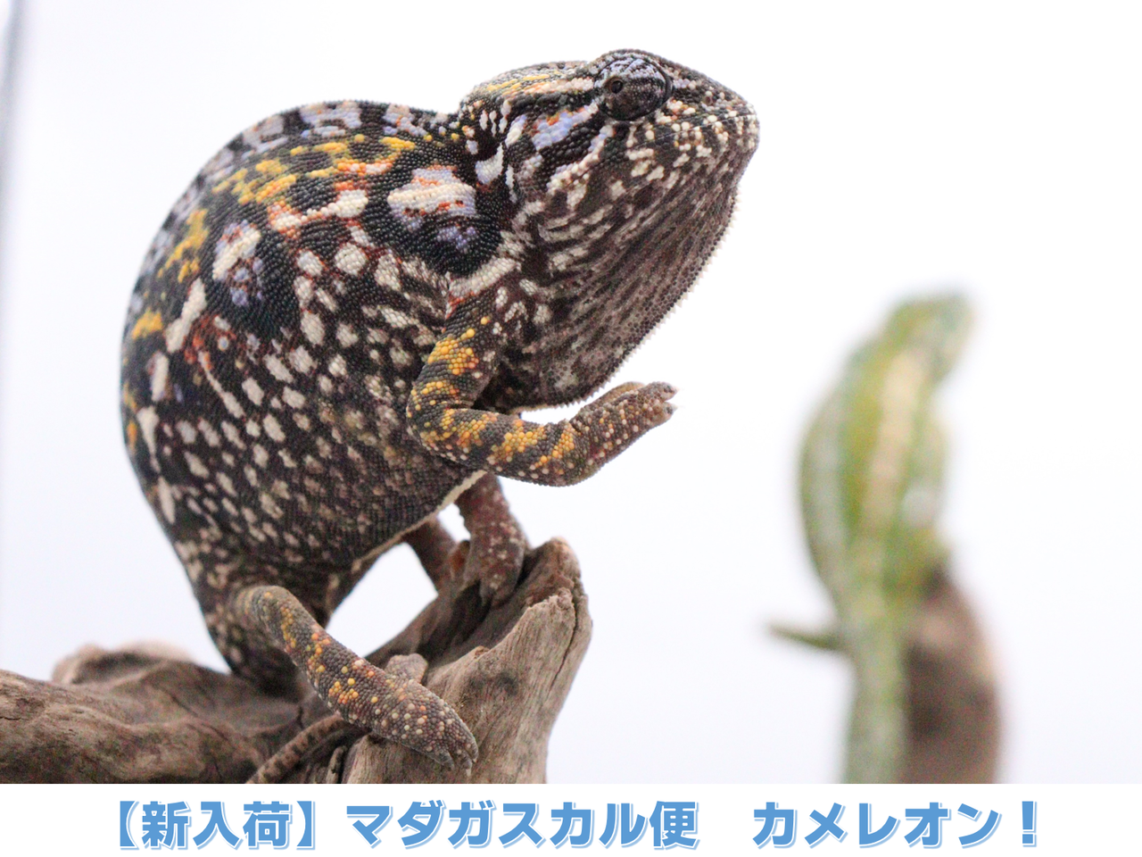 新入荷 マダガスカル便カメレオン 爬虫類倶楽部 ｊ ジョイフル本田千代田店
