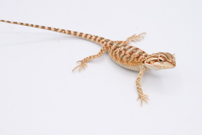 爬虫類倶楽部 ｊ ジョイフル本田千代田店