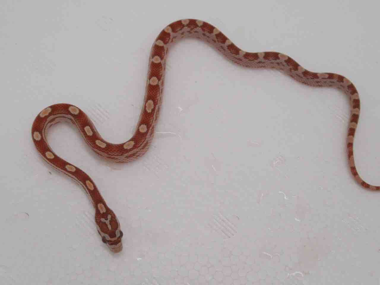 新入荷 コーンスネーク 爬虫類倶楽部 ｊ ジョイフル本田千代田店