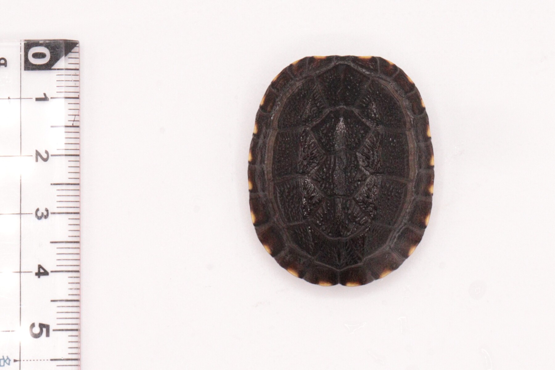 新入荷のお知らせ】 : 爬虫類倶楽部 J ジョイフル本田千代田店