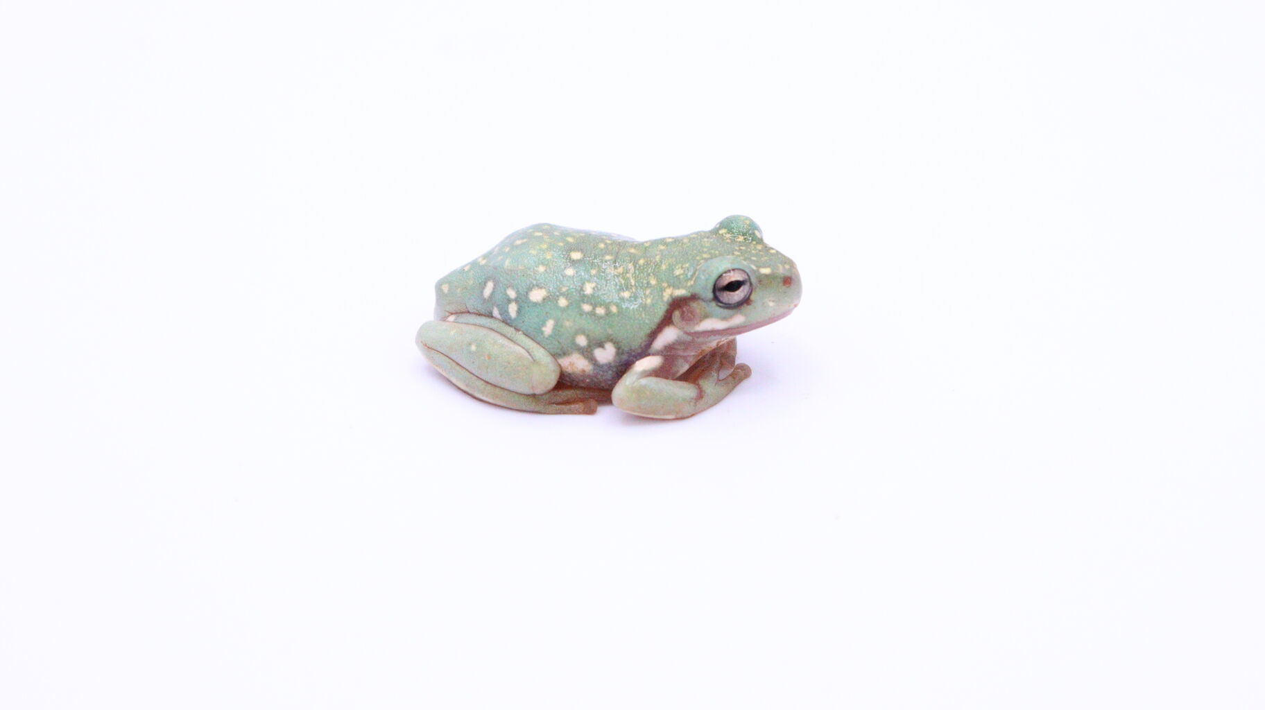 新入荷+在庫生体】イエアメガエル＆ミルクフロッグ！ : 爬虫類倶楽部