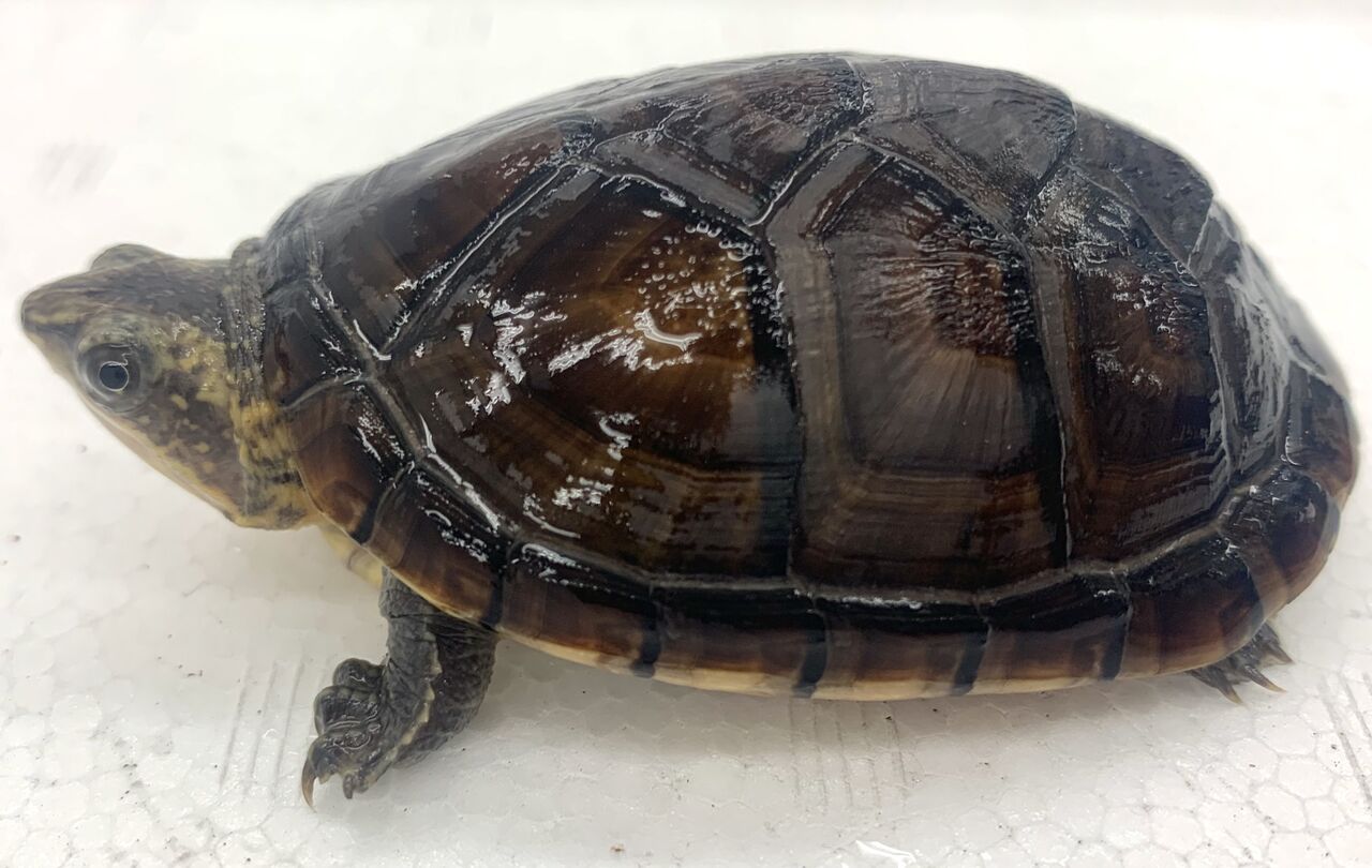 昭和レトロ　石樽　石カメ　樽　カメ　骨董カメ　陸軍　古樽　古カメ 昭和レトロ 石樽 石カメ 樽 カメ 骨董カメ 陸軍 古樽 古カメ