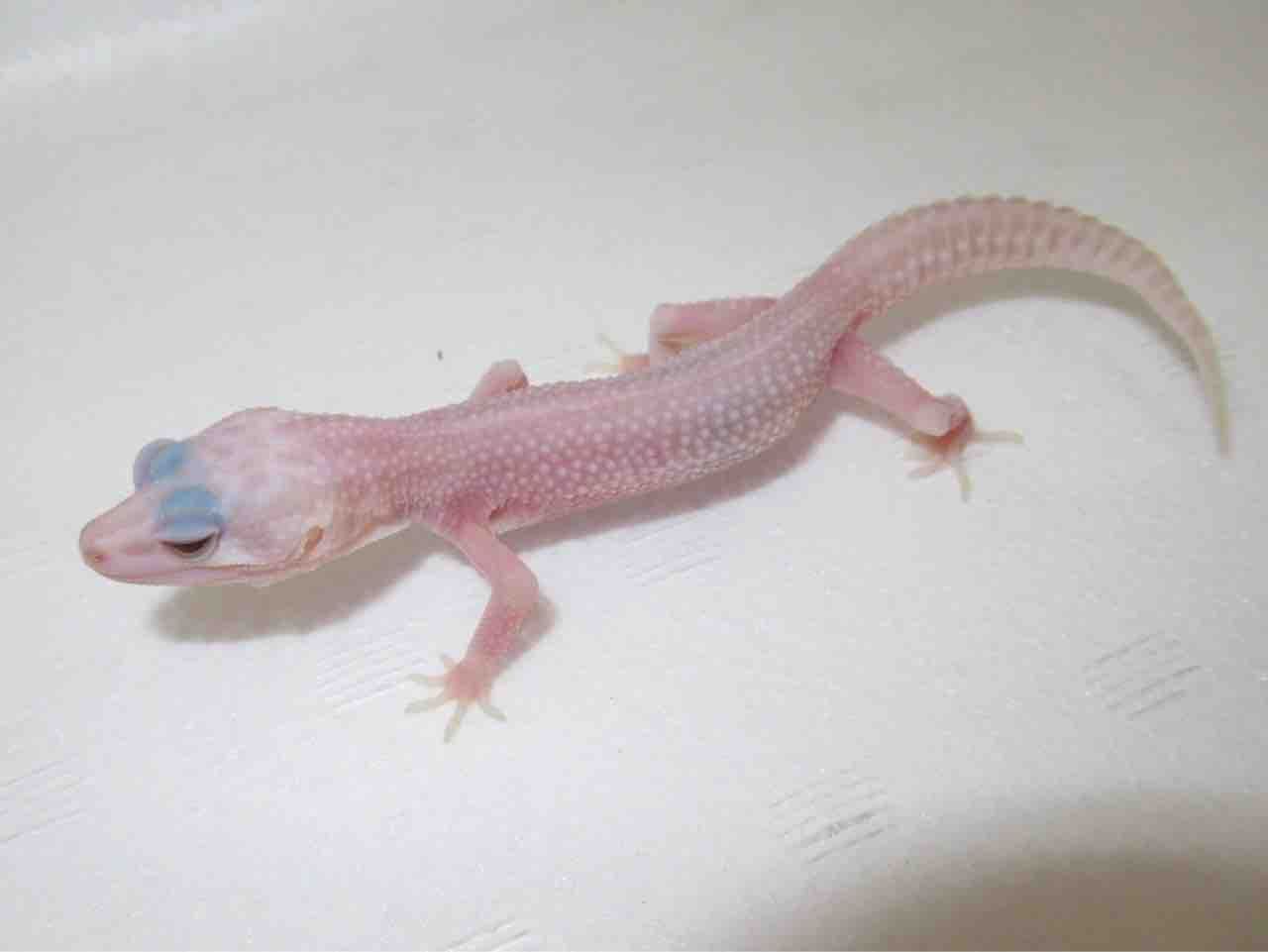 新入荷！レオパ！ニシアフ！ : 爬虫類倶楽部 J ジョイフル本田千代田店