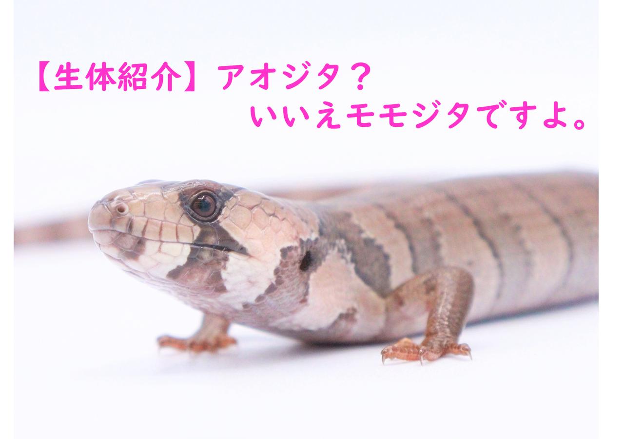 生体紹介 アオジタ いいえモモジタです 爬虫類倶楽部 ｊ ジョイフル本田千代田店