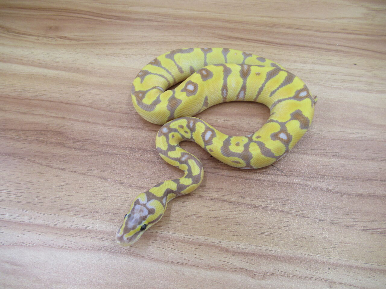 新入荷 ボールパイソン 爬虫類倶楽部 ｊ ジョイフル本田千代田店
