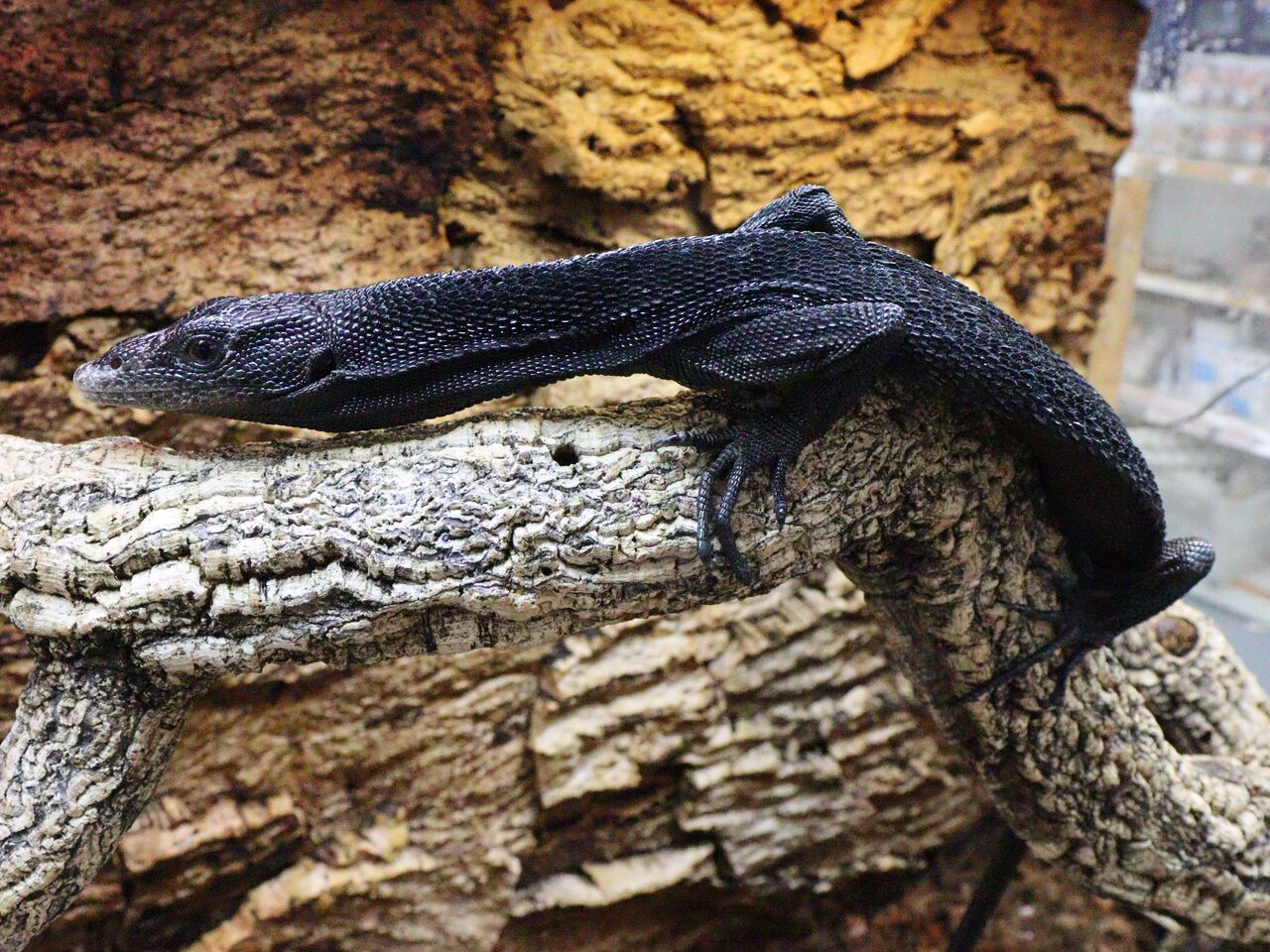 新入荷のお知らせ グリパイ ブラックラットスネーク他 爬虫類倶楽部 ｊ ジョイフル本田千代田店