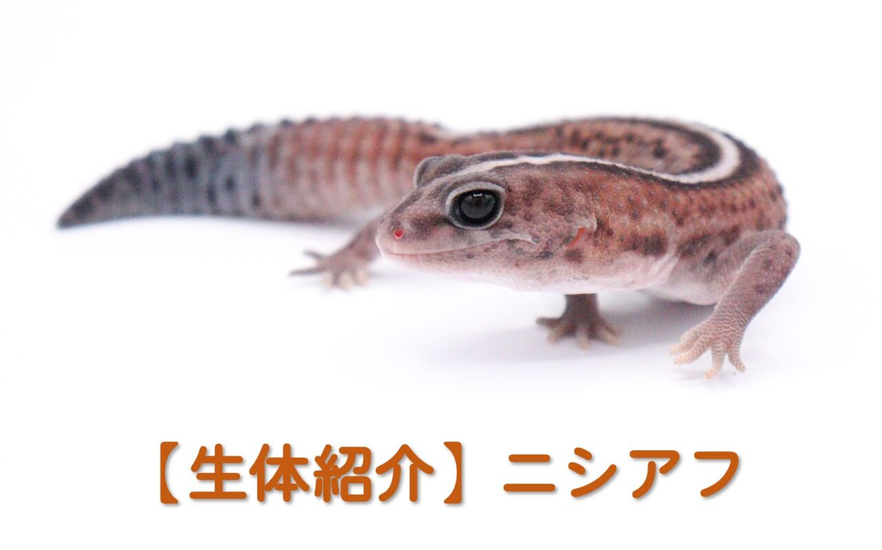 生体紹介】ニシアフ : 爬虫類倶楽部 J ジョイフル本田千代田店
