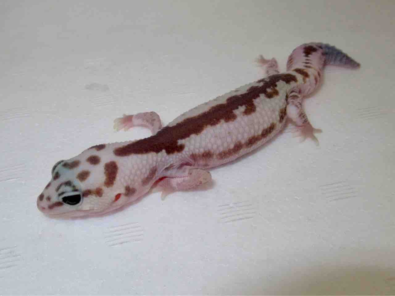 爬虫類ケージ　レオパ　ニシアフ 爬虫類ケージ レオパ ニシアフ