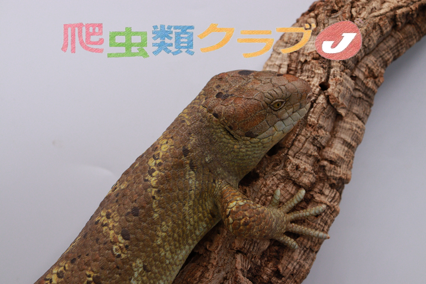 在庫生体紹介 オマキトカゲ 爬虫類倶楽部 j ジョイフル本田千代田店 在庫生体紹介 オマキトカゲ 爬虫類倶楽部 j ジョイフル本田千代田店