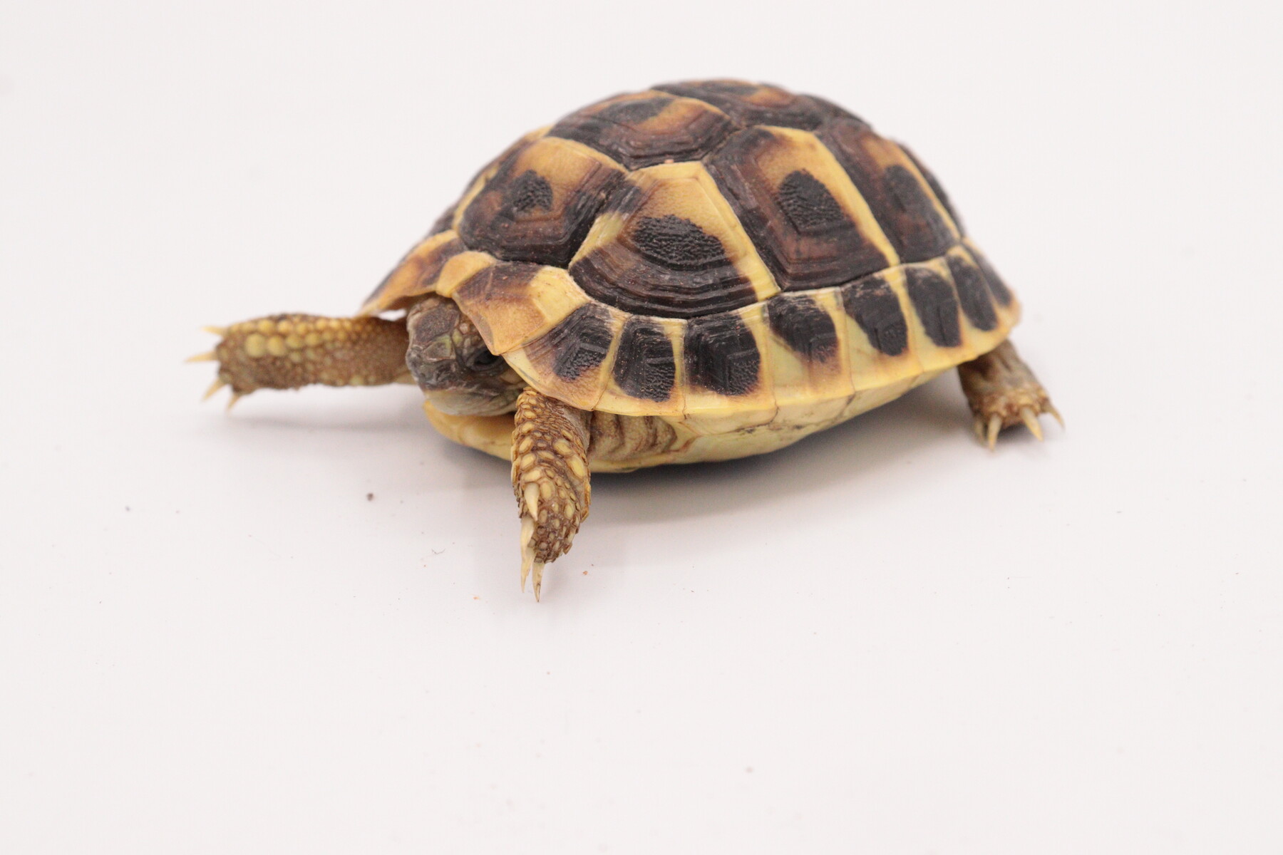 編集☆爬虫類 リクガメ等に