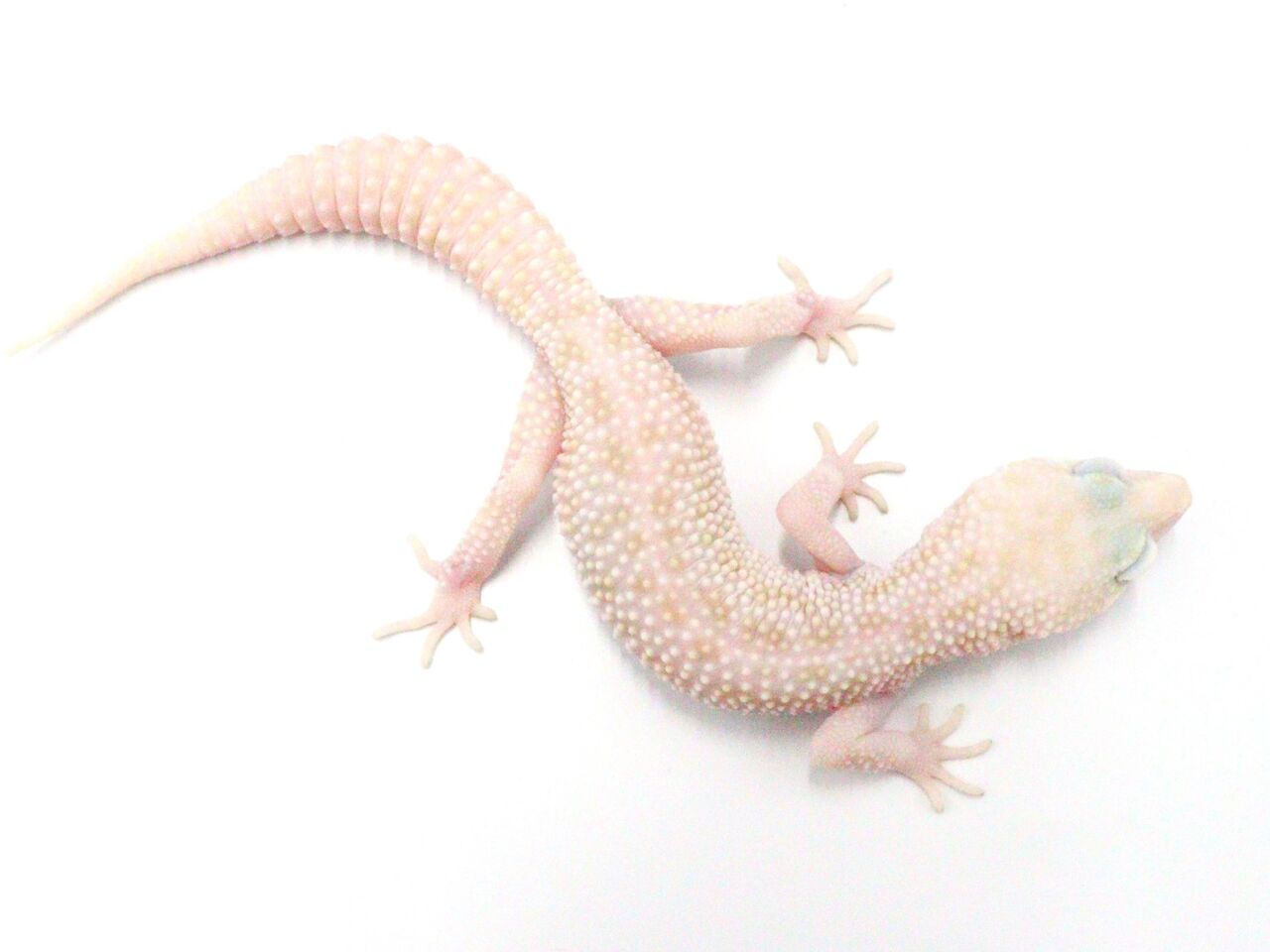 新入荷 スティーブ便 レオパ多数 爬虫類倶楽部 ｊ ジョイフル本田千代田店