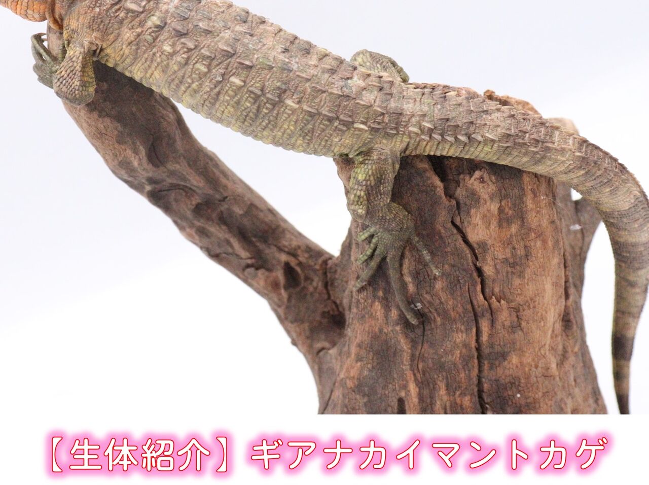 生体紹介】カイマントカゲ : 爬虫類倶楽部 J ジョイフル本田千代田店