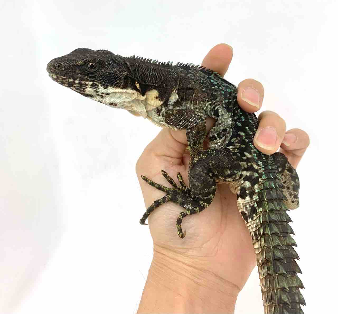 新入荷 ニカラグア便 爬虫類倶楽部 j ジョイフル本田千代田店 新入荷 ニカラグア便 爬虫類倶楽部 j ジョイフル本田千代田店