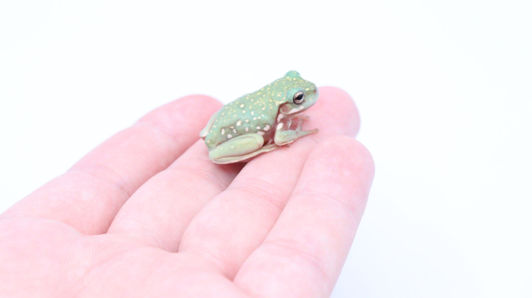 新入荷 在庫生体 イエアメガエル ミルクフロッグ 爬虫類倶楽部 ｊ ジョイフル本田千代田店