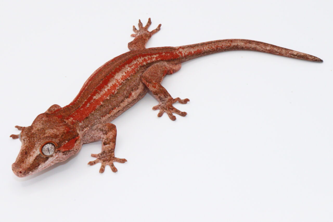 ヤモリのいる生活 Part6 爬虫類倶楽部 ｊ ジョイフル本田千代田店