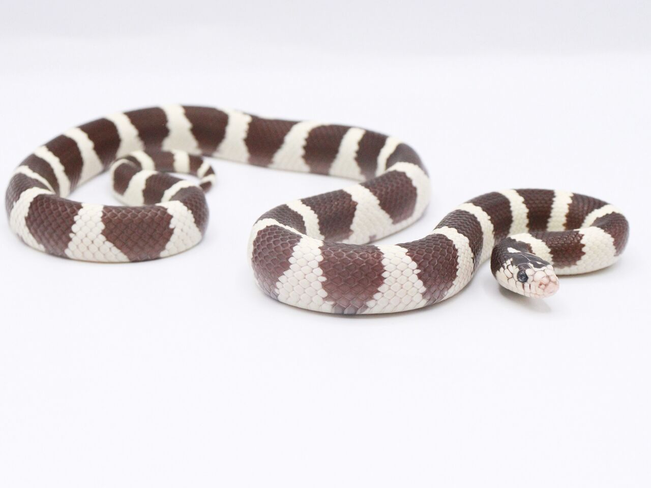 生体紹介】カリフォルニアキングスネーク : 爬虫類倶楽部 J