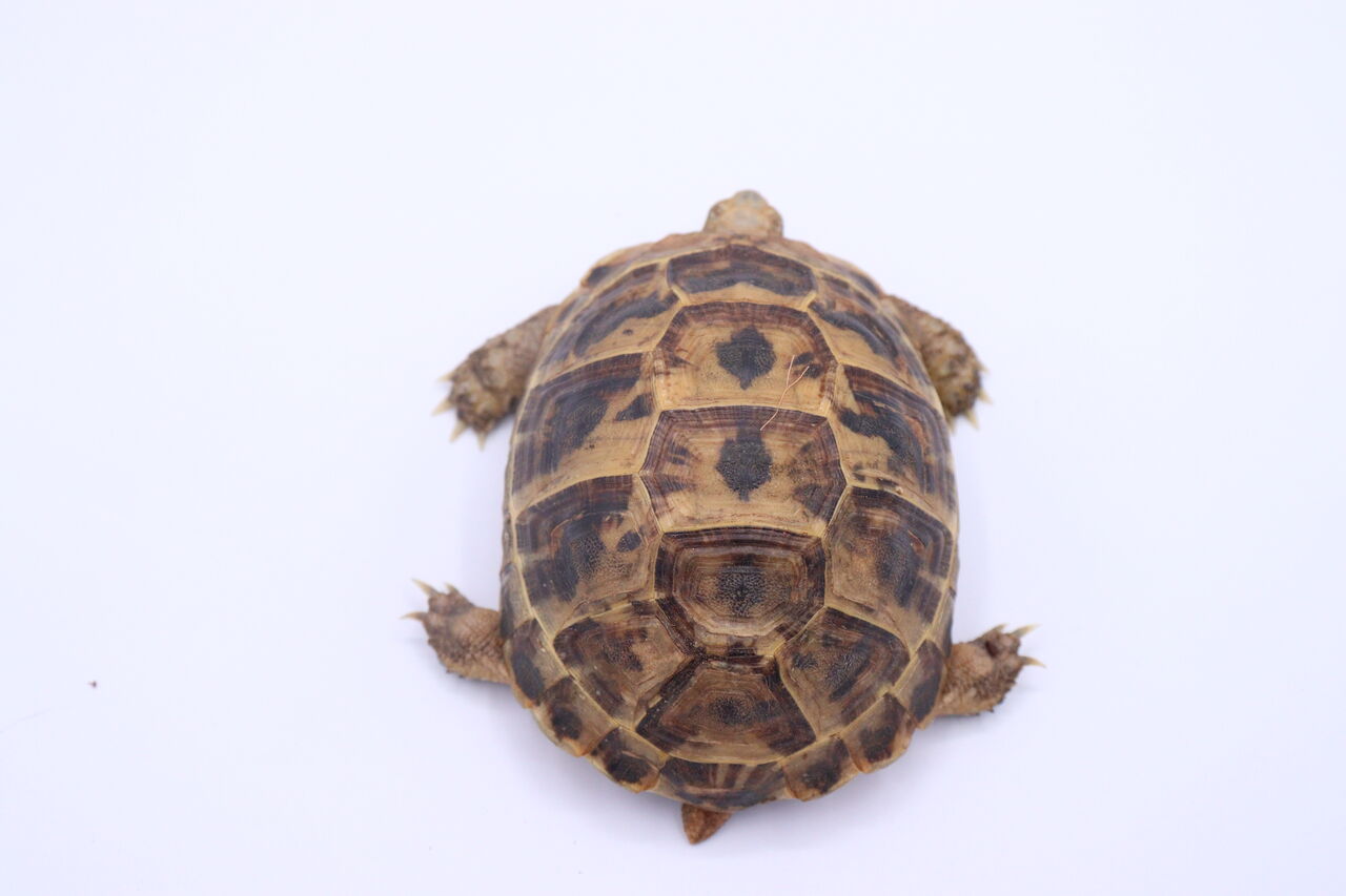 在庫生体紹介 リクガメ3種 爬虫類倶楽部 ｊ ジョイフル本田千代田店