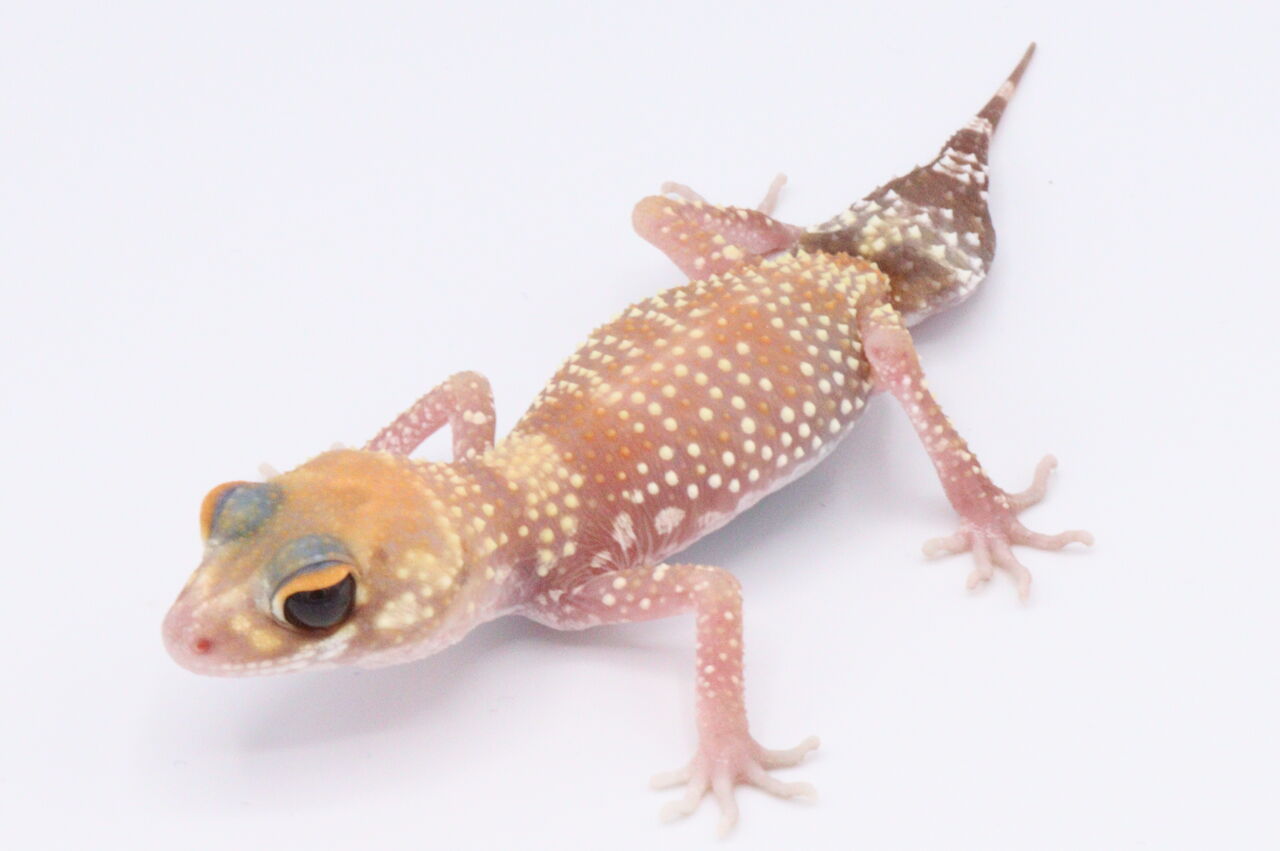 ヤモリのいる生活］part7 : 爬虫類倶楽部 J ジョイフル本田千代田店