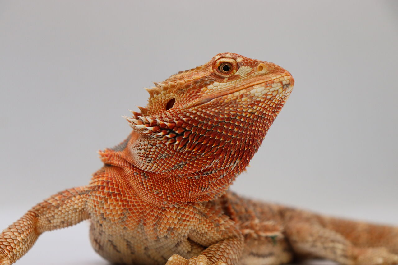 フトアゴヒゲトカゲの紹介 Part1 爬虫類倶楽部 ｊ ジョイフル本田千代田店