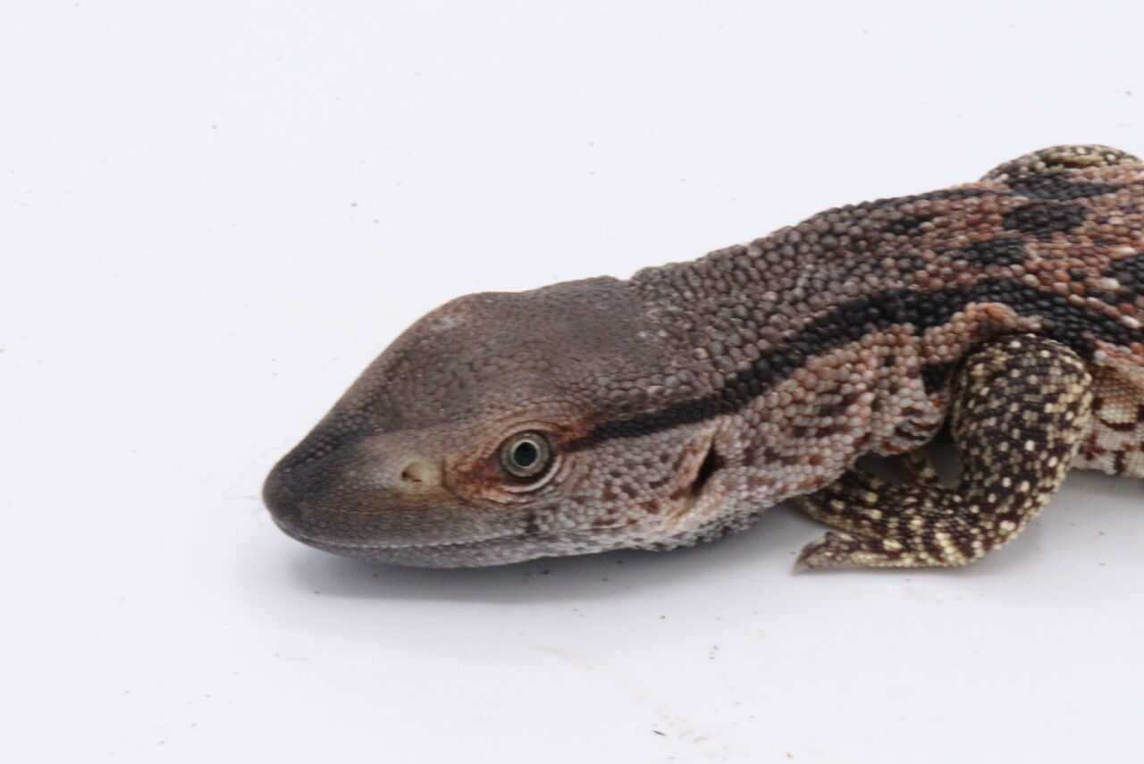 新入荷 トカゲ 爬虫類倶楽部 ｊ ジョイフル本田千代田店