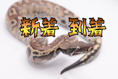 ヘビ関東様　専用ページ 新入荷＆在庫紹介】ヘビ〜𓆙❗蛇の新着と在庫リストをご紹介