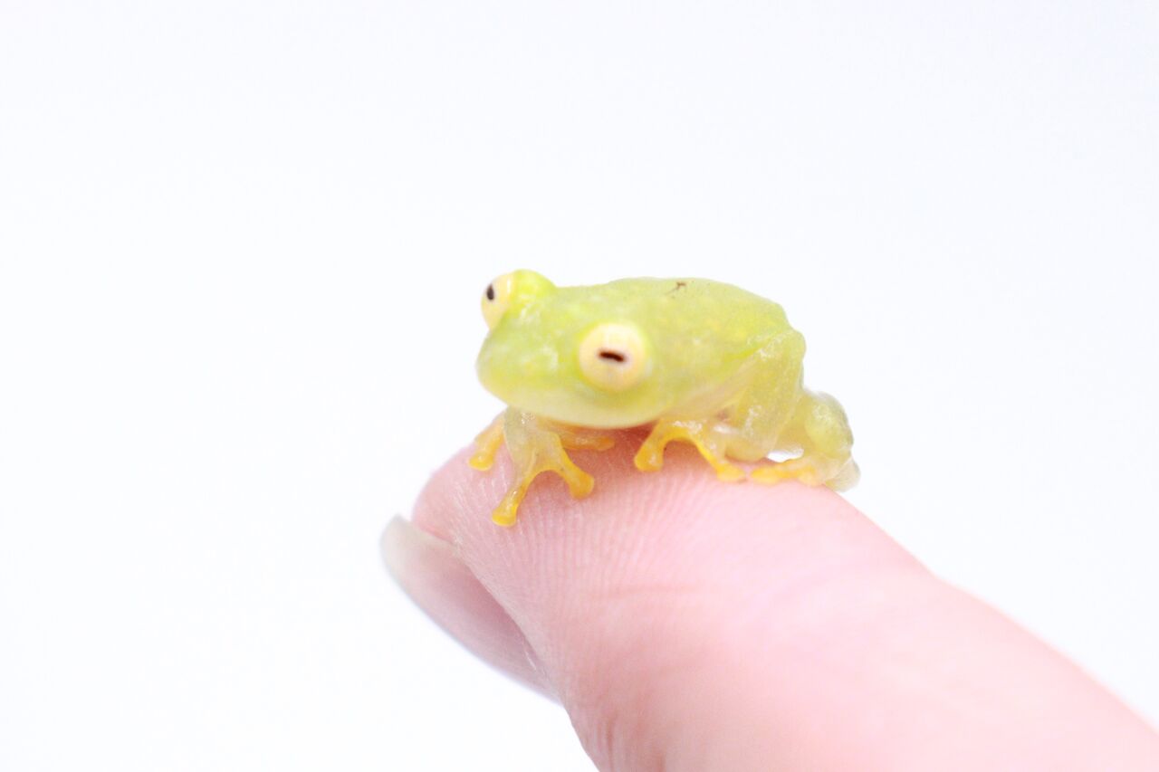 在庫生体紹介【フライシュマンアマガエルモドキ】 : 爬虫類倶楽部 Ｊ ...