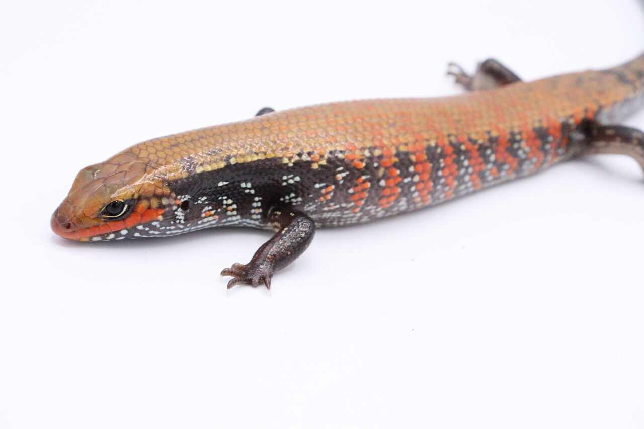 イグアナ　カメレオン　爬虫類 イグアナ カメレオン 爬虫類 新入荷】イグアナ、カメレオン等計4種