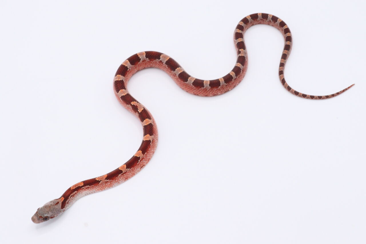 新入荷 ヘビ 爬虫類倶楽部 j ジョイフル本田千代田店 新入荷 ヘビ 爬虫類倶楽部 j ジョイフル本田千代田店
