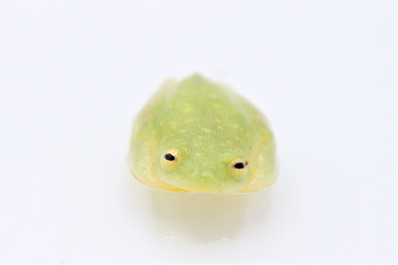 在庫生体紹介 フライシュマンアマガエルモドキ 爬虫類倶楽部 ｊ ジョイフル本田千代田店