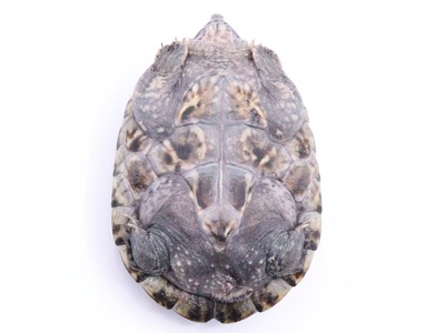 爬虫類倶楽部 ｊ ジョイフル本田千代田店