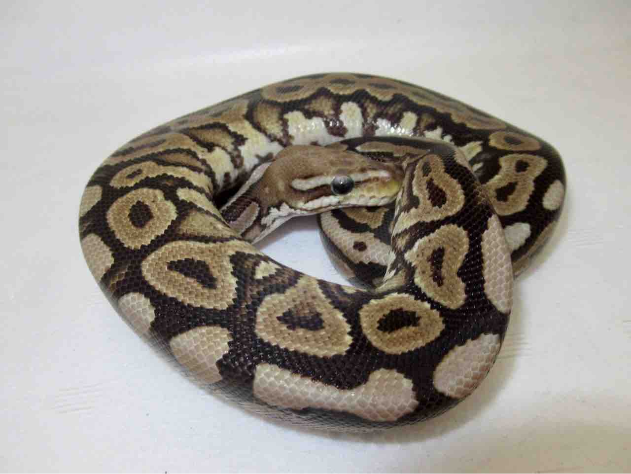 ドイツ便 ボールパイソン 爬虫類倶楽部 ｊ ジョイフル本田千代田店