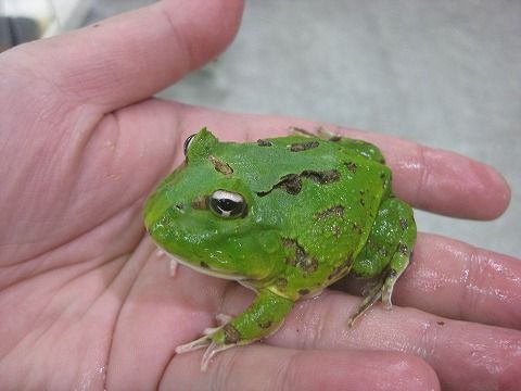 ツノガエル特集 爬虫類倶楽部ファームブログ ツノガエル特集 爬虫類倶楽部ファームブログ