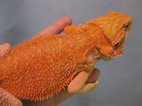 フトアゴ様。確認用 インフォームドコンセントシート：フトアゴヒゲトカゲ：疾患01 | EIC Store