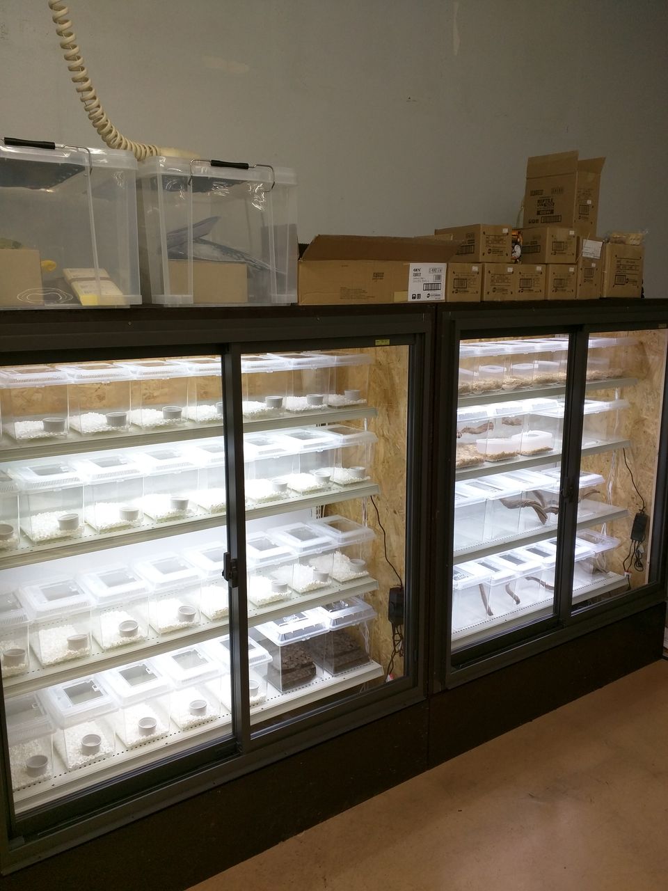 ムサシ姫路店 爬虫類コーナー改装プラス即売会のお知らせ 爬虫類倶楽部ファームブログ