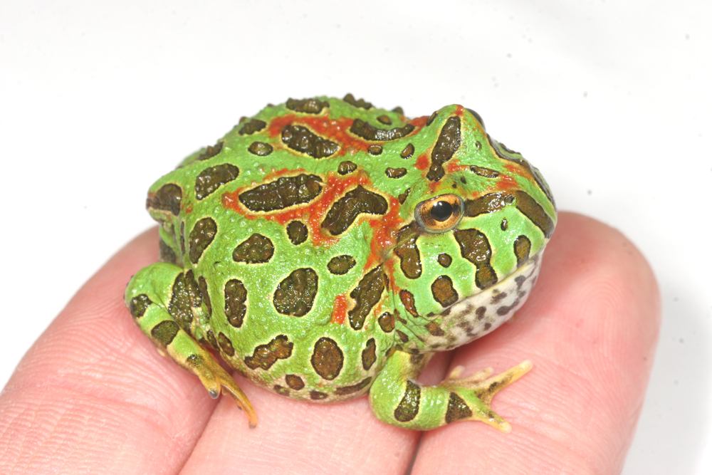 ベルツノガエル成長日記 : 爬虫類倶楽部ファームブログ
