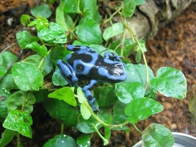 �ޥ�����