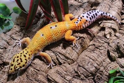 ���󥸥����