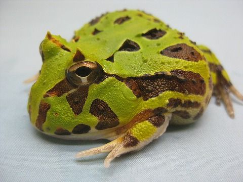ショッピングカート 『ツノガエル』生体更新しました : 爬虫類倶楽部