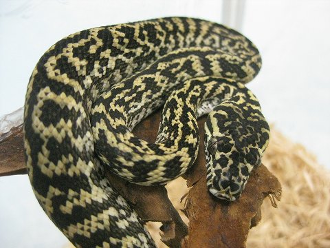 お待たせしました 『ドイツ便 第七弾』 カーペットパイソン : 爬虫類