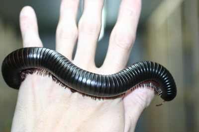 giant