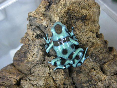 ヤドクガエル入荷！！ : 爬虫類倶楽部ファームブログ