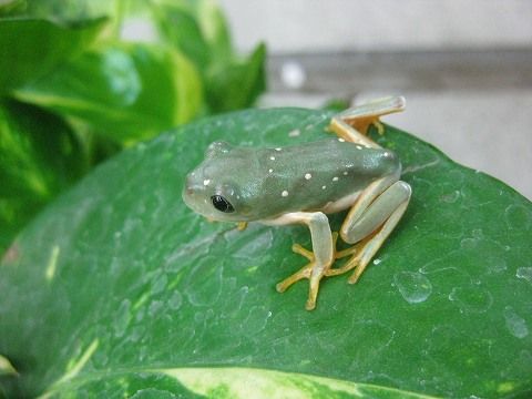 メキシコフトアマガエル 上陸 爬虫類倶楽部ファームブログ メキシコフトアマガエル 上陸 爬虫類倶楽部ファームブログ