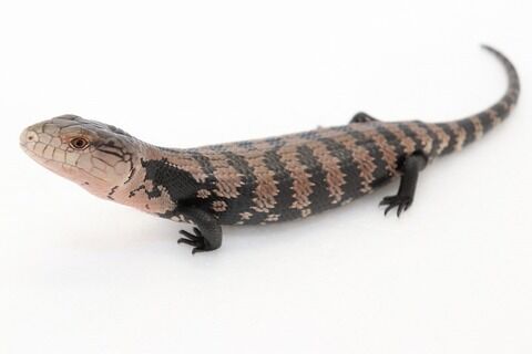 オオアオジタトカゲを飼ってみよう 爬虫類倶楽部ファームブログ オオアオジタトカゲを飼ってみよう 爬虫類倶楽部ファームブログ