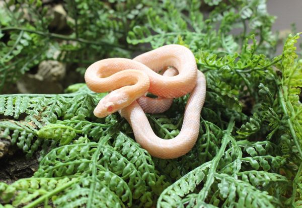 ジョイフル本田 富里店 爬虫類倶楽部ファームブログ