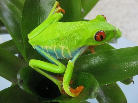 ガマガエルページ 1a102135-s.jpg