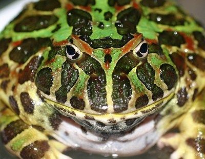 チョくら告知！！カメ、両生類、その他色々！！ : 爬虫類倶楽部
