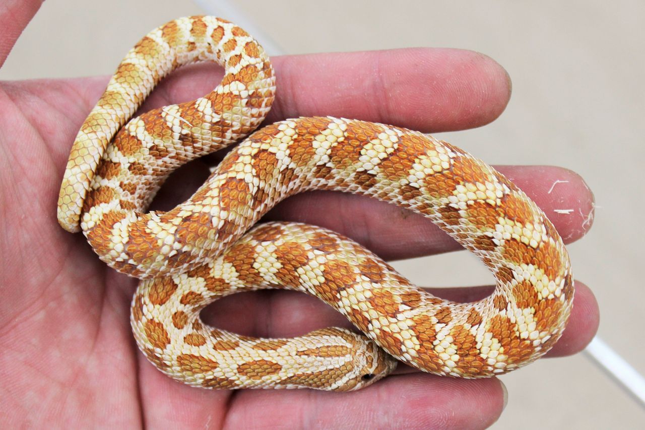 千代田店より ヘビ新入荷 爬虫類倶楽部ファームブログ
