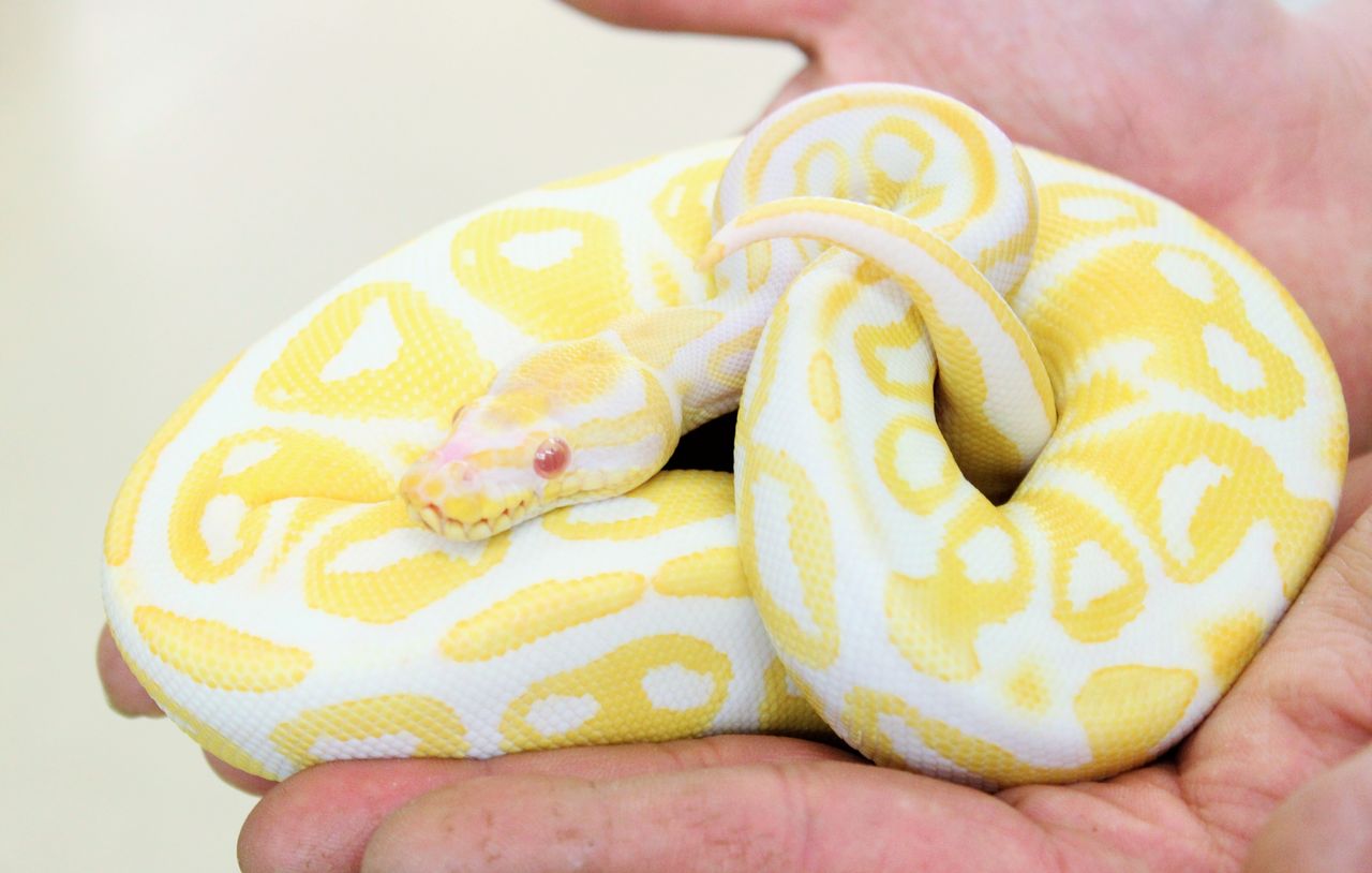 コンビニ受取対応商品 ボールパイソン アクキー Deu Reptiles アルビノ 送料込み Trebetherick Org Uk コンビニ受取対応商品 ボールパイソン アクキー Deu Reptiles アルビノ 送料込み Trebetherick Org Uk