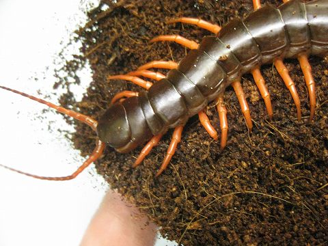 イモリ ムカデ ヤスデ タランチュラ 用品いろいろ 爬虫類倶楽部ファームブログ