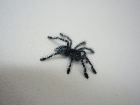 お薦めタランチュラご紹介 爬虫類倶楽部ファームブログ お薦めタランチュラご紹介 爬虫類倶楽部ファームブログ